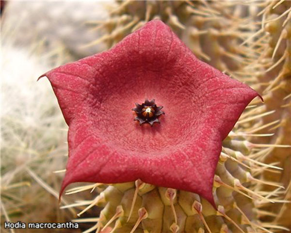 СУККУЛЕНТЫ ИЗ РОДА ХУДИЯ 4 Hoodia macrantha