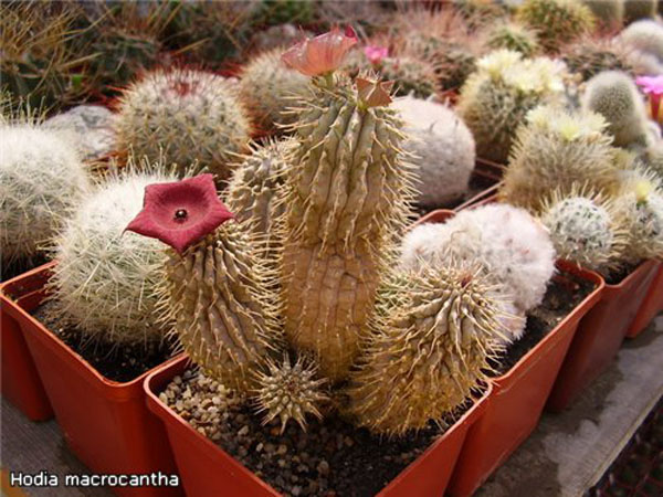СУККУЛЕНТЫ ИЗ РОДА ХУДИЯ 2 Hoodia macrantha