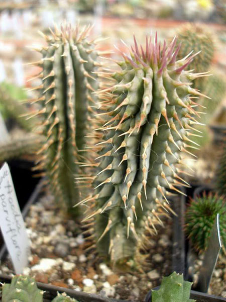 СУККУЛЕНТЫ ИЗ РОДА ХУДИЯ 5 Hoodia parviflora