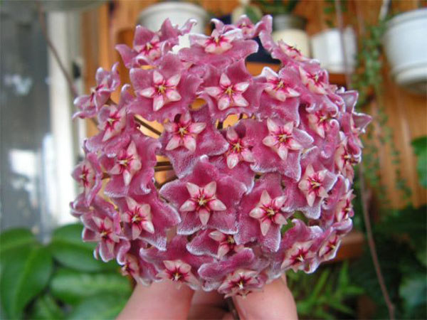 Hoya pubicalyx Hoya pubicalyx