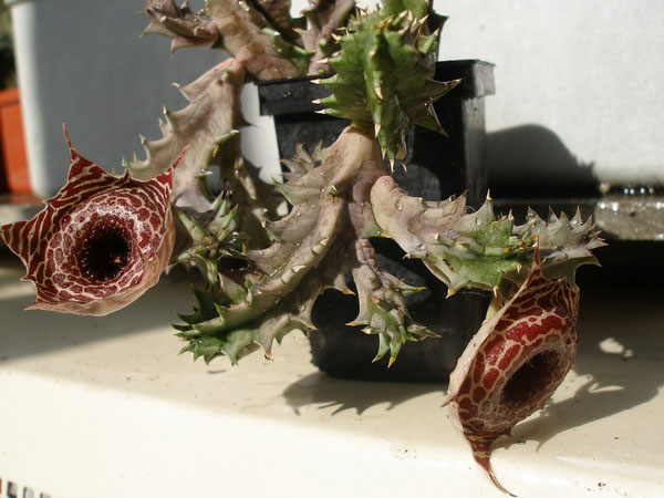 ГУЭРНИЯ И СТАПЕЛИАНТУС 1 Huernia guttata ssp. reticulata