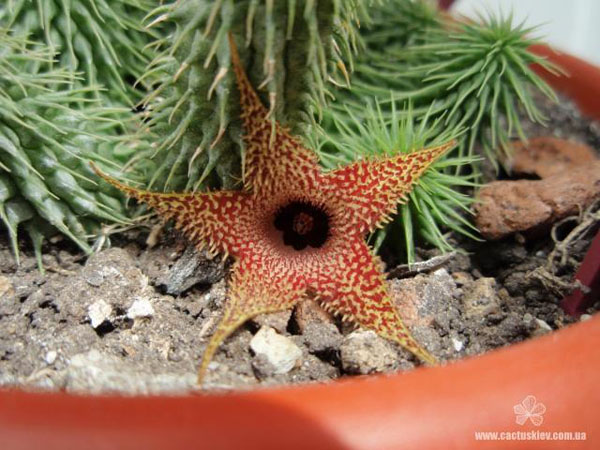 ГУЭРНИЯ И СТАПЕЛИАНТУС 2 Huernia pillansii