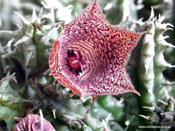ГУЭРНИЯ И СТАПЕЛИАНТУС 7 Huernia whitesloaneana ES 2321