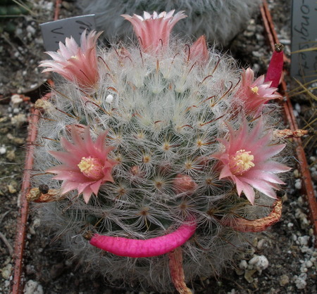 Mammillaria bocasana v. roseiflora