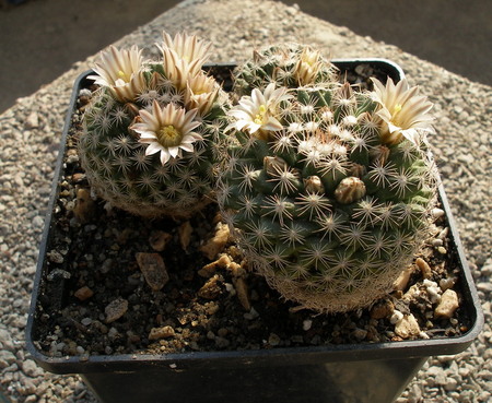Mammillaria coahuilensis