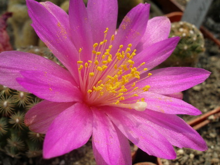 Mammillaria deherdtiana
