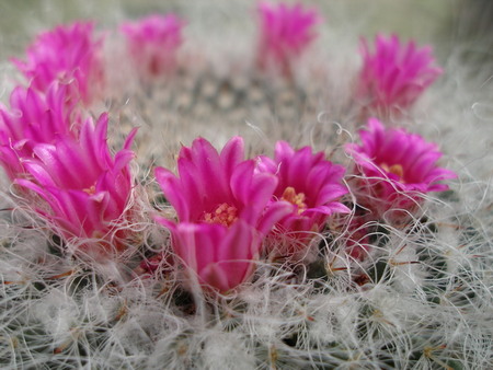 Mammillaria hahniana