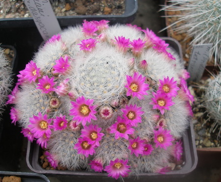 Mammillaria laui subsp. dasyacantha