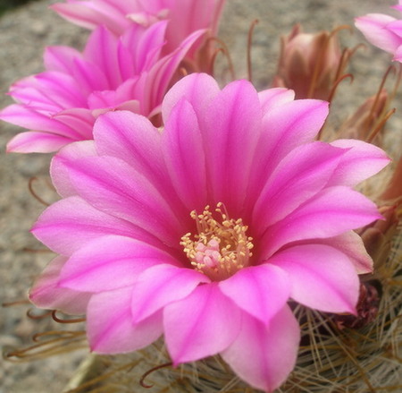 Mammillaria longiflora