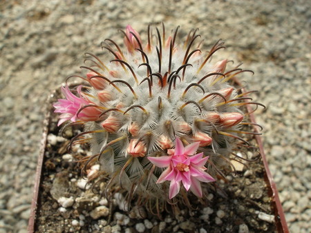 Mammillaria perezdelarosae