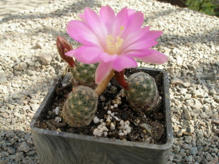 Mammillaria saboae