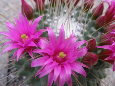 Mammillaria spinosissima cv. ‘Uno pico’
