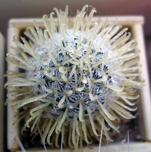Mammillaria duwei