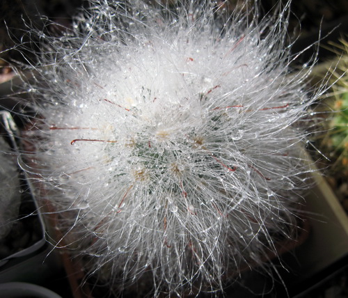 Mammillaria guelzowiana