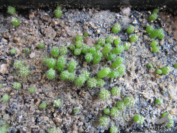 MELOCACTUS MATANZANUS В КОМНАТНОЙ КУЛЬТУРЕ 5 MELOCACTUS MATANZANUS В КОМНАТНОЙ КУЛЬТУРЕ | 5