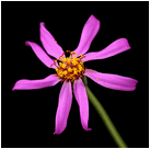 OTHONNA (ОТОННА) 13 ファイル cakilifolia.jpg