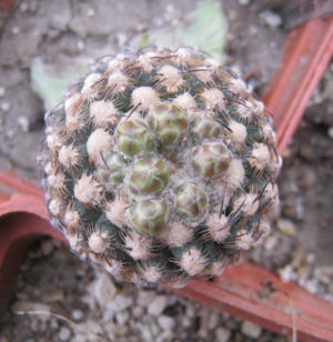 PEDIOCACTUS KNOWLTONII L.D. Benson