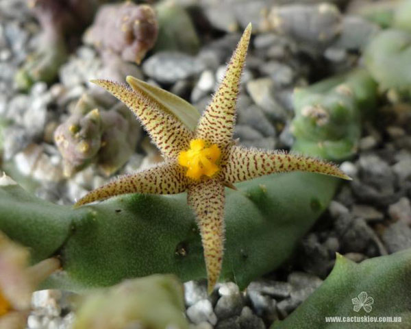 Piaranthus decorus Piaranthus decorus
