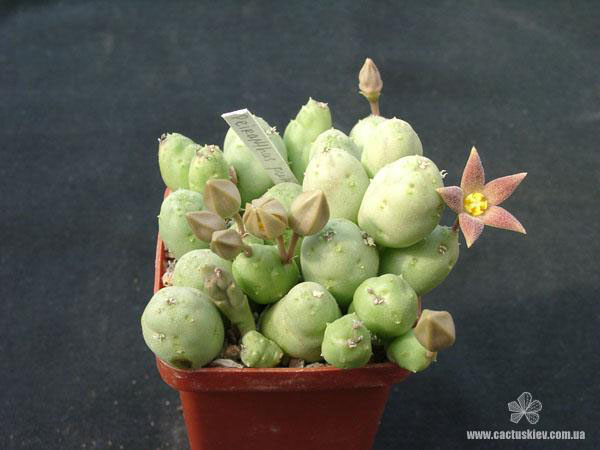 Piaranthus geminatus Piaranthus geminatus