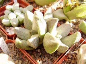 «СУПЕРСУККУЛЕНТЫ » ИЗ РОДА PLEIOSPILOS