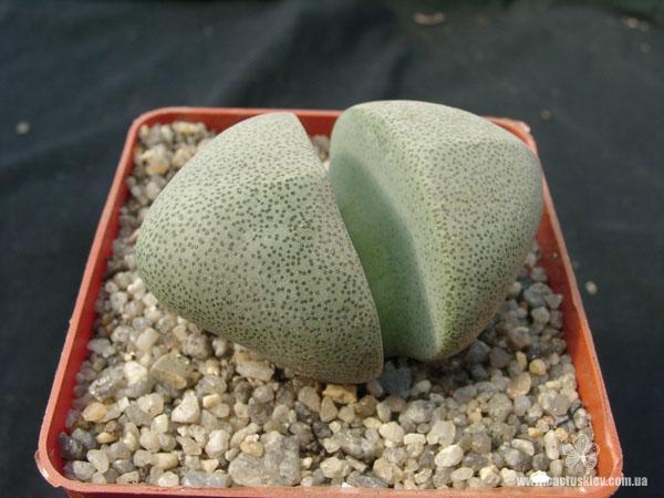 «СУПЕРСУККУЛЕНТЫ » ИЗ РОДА PLEIOSPILOS 2 Pleiospilos nelii