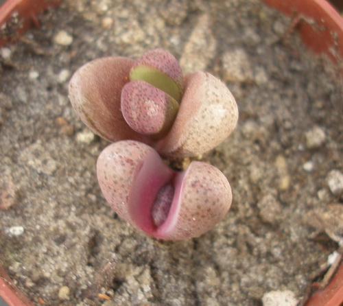 «СУПЕРСУККУЛЕНТЫ » ИЗ РОДА PLEIOSPILOS 5 Pleiospilos nelii cv. Royal Flush