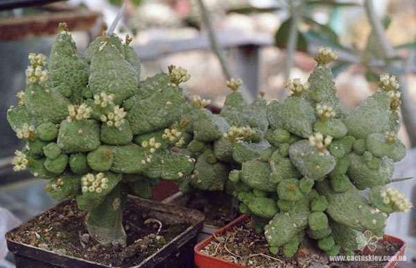 ПСЕВДОЛИТОС И ТРИХОКАУЛОН 6 Pseudolithos caput-viperae