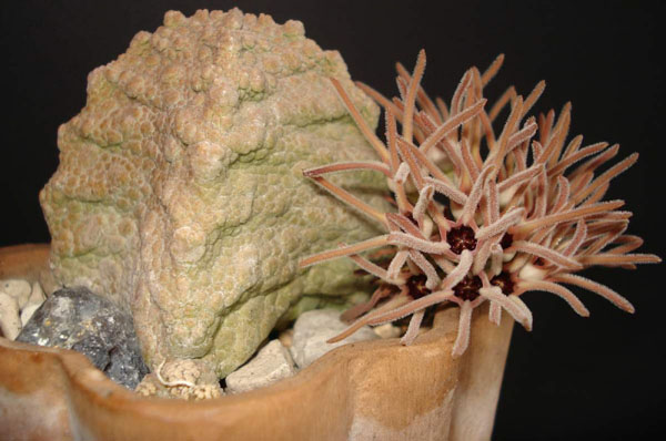 ПСЕВДОЛИТОС И ТРИХОКАУЛОН 3 Pseudolithos cubiformis