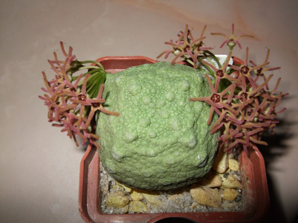 ПСЕВДОЛИТОС И ТРИХОКАУЛОН 9 Pseudolithos cubiformis