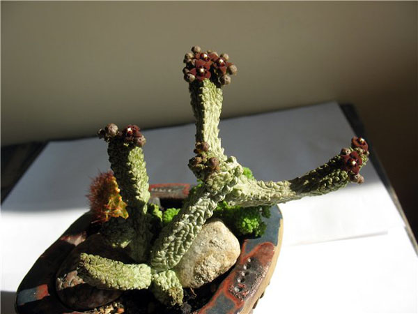 ПСЕВДОЛИТОС И ТРИХОКАУЛОН 1 Pseudolithos dodsonianus