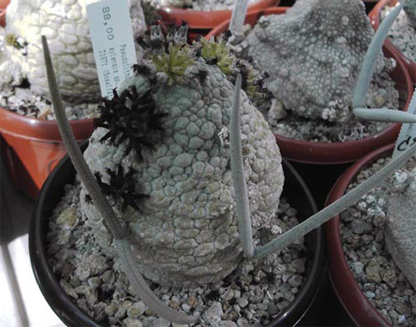 ПСЕВДОЛИТОС И ТРИХОКАУЛОН 2 Pseudolithos eylensis