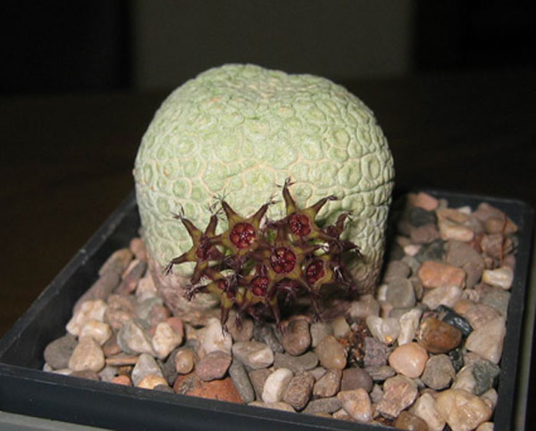 ПСЕВДОЛИТОС И ТРИХОКАУЛОН 7 Pseudolithos miguirtinus