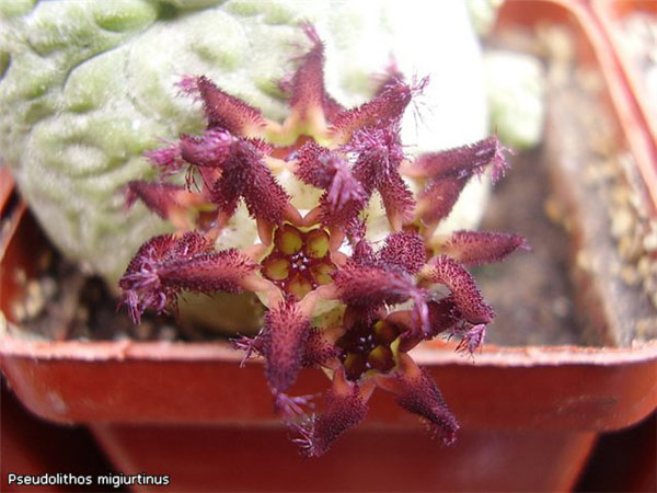 ПСЕВДОЛИТОС И ТРИХОКАУЛОН 10 Pseudolithos miguirtinus