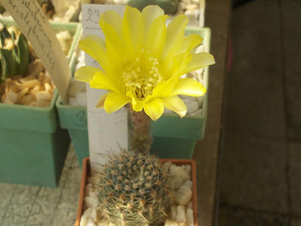 Echinopsis aurea Echinopsis aurea