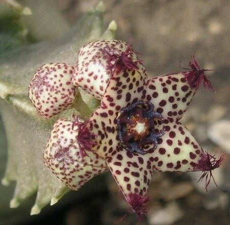 СУККУЛЕНТЫ ИЗ СЕМЕЙСТВА ЛАСТОВНЕВЫХ: КАРАЛЛЮМА, ОРБЕОПСИС И ДУВАЛИЯ 3 СУККУЛЕНТЫ ИЗ СЕМЕЙСТВА ЛАСТОВНЕВЫХ: КАРАЛЛЮМА, ОРБЕОПСИС И ДУВАЛИЯ | 3