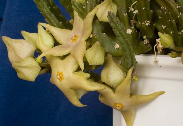 Род СТАПЕЛИЯ (STAPELIA) | 1
