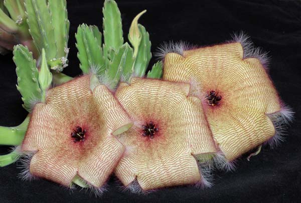 Род СТАПЕЛИЯ (STAPELIA) | 4