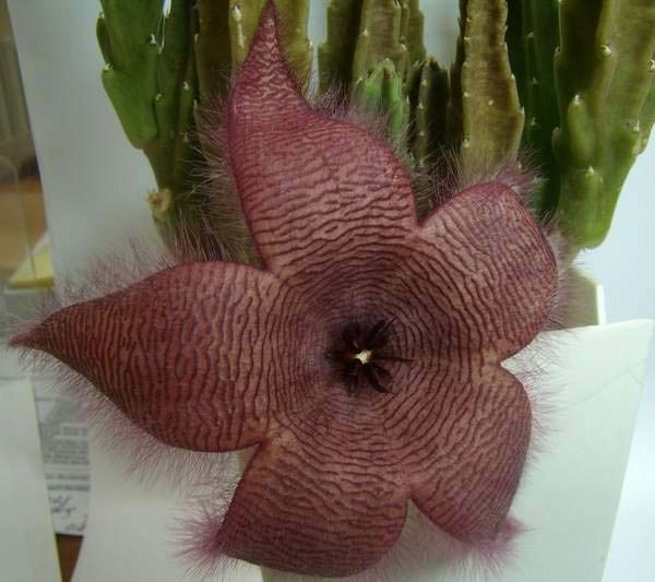 Род СТАПЕЛИЯ (STAPELIA) | 3