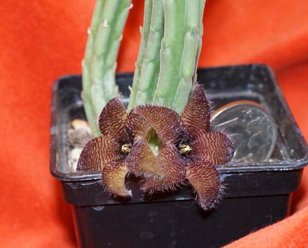 Род СТАПЕЛИЯ (STAPELIA) | 5