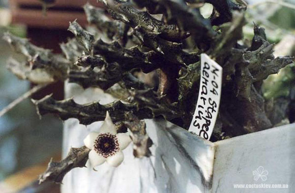 ГУЭРНИЯ И СТАПЕЛИАНТУС 8 Stapelianthus arenarius