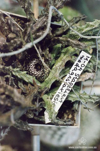 ГУЭРНИЯ И СТАПЕЛИАНТУС 10 Stapelianthus madagascariensis