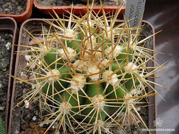 Trichocereus pasacana Trichocereus pasacana