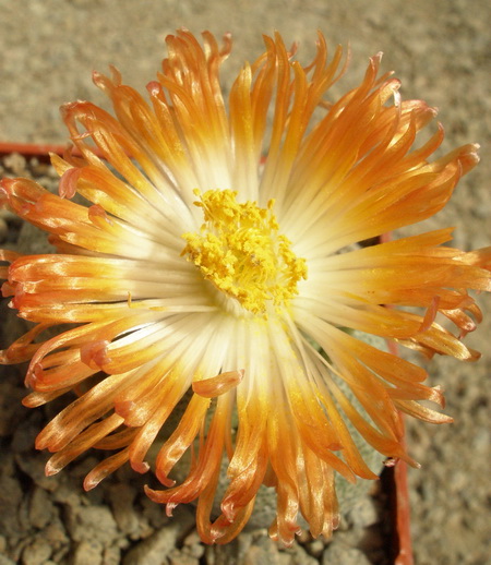 «СУПЕРСУККУЛЕНТЫ » ИЗ РОДА PLEIOSPILOS 4 Цветет Pleiospilos nelii
