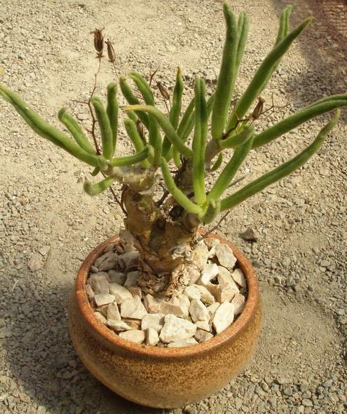 КАУДЕКСНЫЕ ФОРМЫ СУККУЛЕНТОВ 8 Tylecodon reticulatus