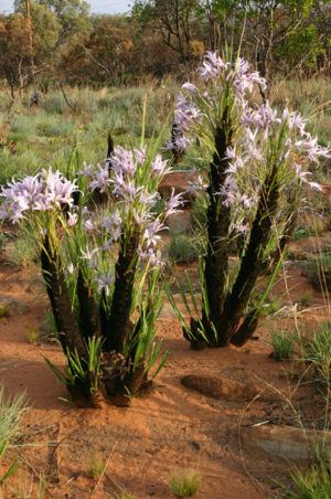 XEROPHYTA (КСЕРОФИТА)