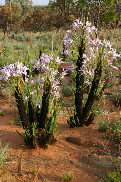 XEROPHYTA (КСЕРОФИТА) 1 XEROPHYTA (КСЕРОФИТА) | 1
