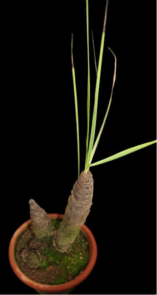 XEROPHYTA (КСЕРОФИТА) 5 XEROPHYTA (КСЕРОФИТА) | 5