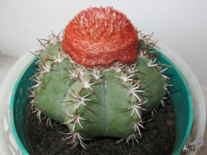 MELOCACTUS MATANZANUS В КОМНАТНОЙ КУЛЬТУРЕ