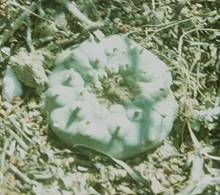 КАКТУСИ В РЕЛІГІЙНИХ ОБРЯДАХ ДАВНЬОЇ ТА СУЧАСНОЇ АМЕРИКИ 1 Lophophora williamsii