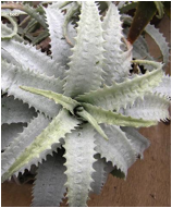CRYPTANTHUS (КРИПТАНТУС)